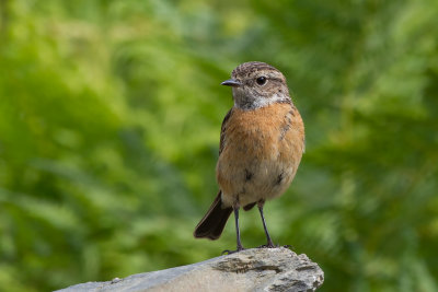 European Stonechat (Saxicola rubicola) 