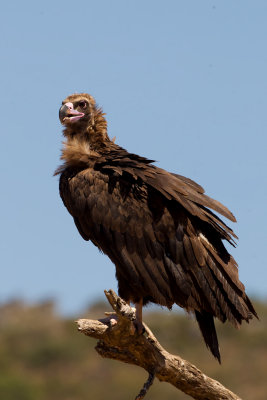 European Black Vulture (Aegypius monachus)