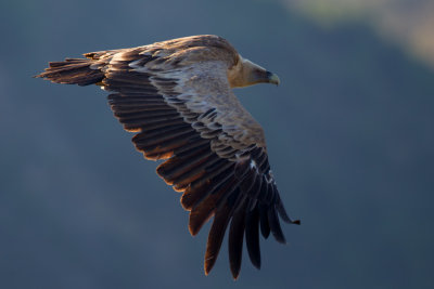 Griffon Vulture (Gyps fulvus)