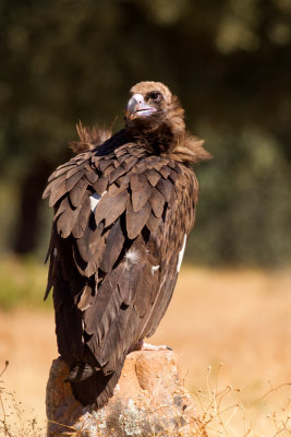 European Black Vulture (Aegypius monachus)