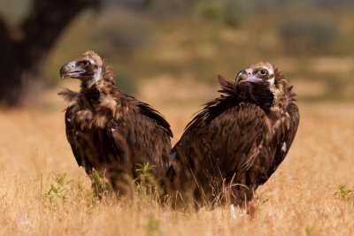 European Black Vulture (Aegypius monachus)