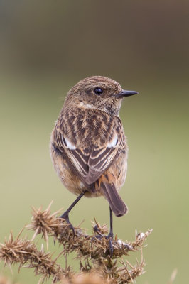 European Stonechat (Saxicola rubicola)