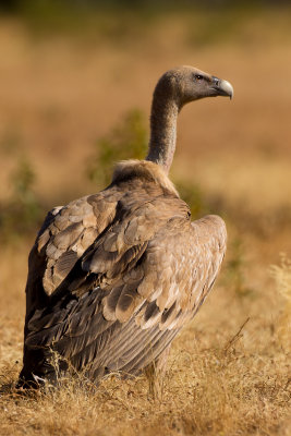 Griffon Vulture (Gyps fulvus)