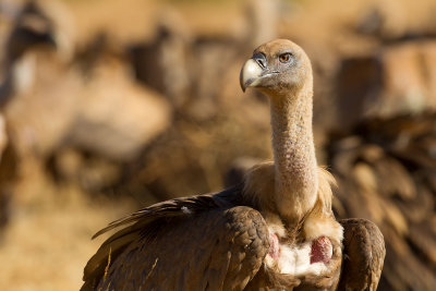 Griffon Vulture (Gyps fulvus)