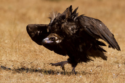 European Black Vulture (Aegypius monachus)