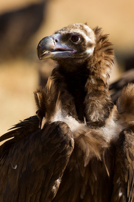 European Black Vulture (Aegypius monachus)