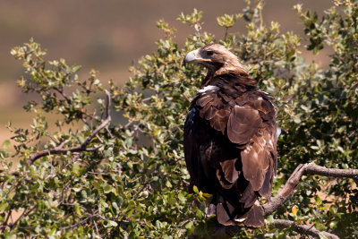 Spanish Imperial Eagle (Aquila adalberti)