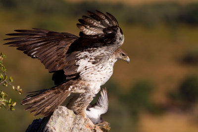 Bonelli's Eagle (Aquila fasciata) 