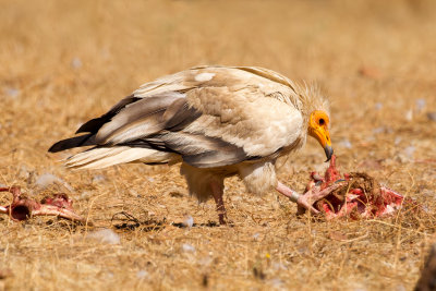 Egyptian Vulture (Neophron percnopterus)