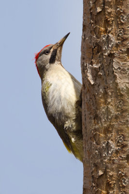 Levaillant's Green Woodpecker (Picus vaillantii)