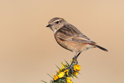 European Stonechat (Saxicola rubicola) 