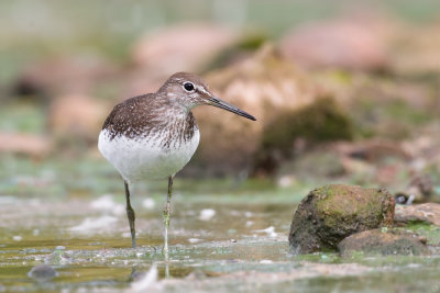 Green Sandpiper (Tringa ochropus)