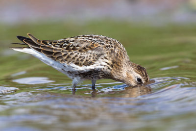 Dunlin (Calidris alpina)