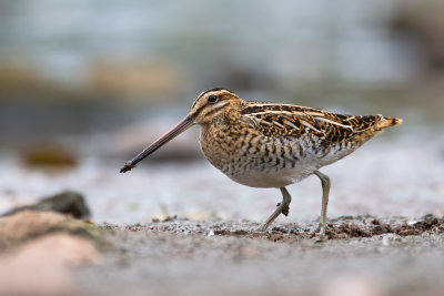 Common Snipe (Gallinago gallinago)