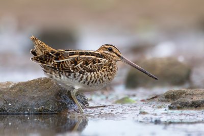 Common Snipe (Gallinago gallinago)