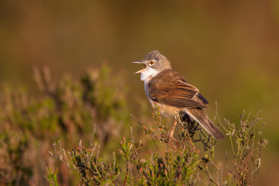 Common Whitethroat (Sylvia communis communis)