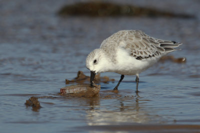 Sanderling (Calidris alba)