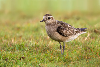 American Golden Plover (Pluvialis dominica)