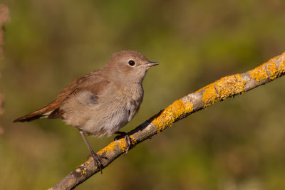 Common Nightingale (Luscinia megarhynchos)