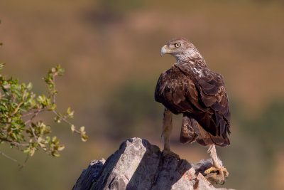 Bonelli's Eagle (Aquila fasciata)
