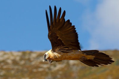 Lammergeier (Gypaetus barbatus)