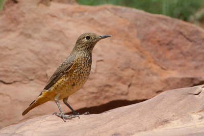 Rufous-tailed Rock-thrush (Monticola saxitilis)