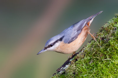 Eurasian Nuthatch (Sitta europaea)