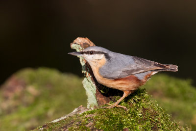 Eurasian Nuthatch (Sitta europaea)