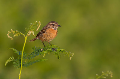 European Stonechat (Saxicola rubicola) 