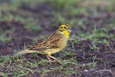 Yellowhammer (Emberiza citrinella)