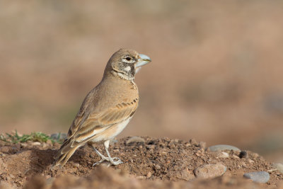 Thick-billed Lark (Ramphocoris clotbey)