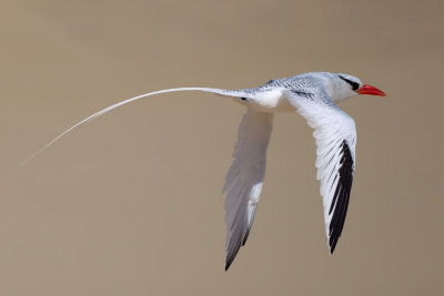 Red-billed Tropicbird (Phaethon aethereus mesonauta)