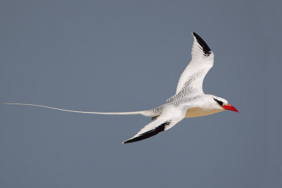 Red-billed Tropicbird (Phaethon aethereus mesonauta)