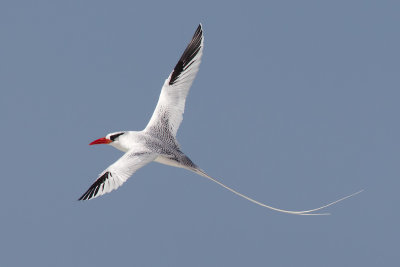 Red-billed Tropicbird (Phaethon aethereus mesonauta)