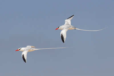Red-billed Tropicbird (Phaethon aethereus mesonauta)