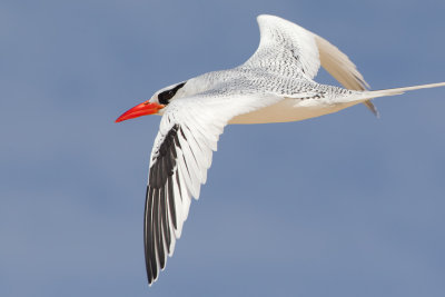 Red-billed Tropicbird (Phaethon aethereus mesonauta)