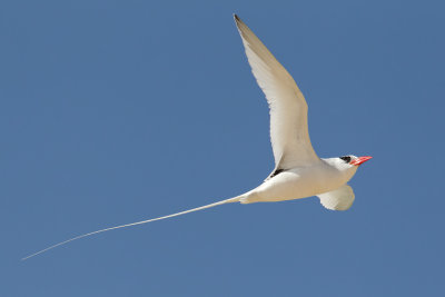 Red-billed Tropicbird (Phaethon aethereus mesonauta)
