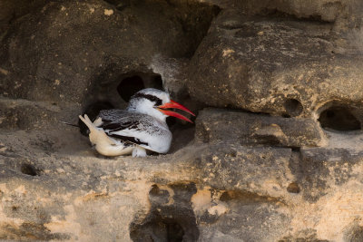 Red-billed Tropicbird (Phaethon aethereus mesonauta)
