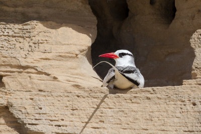 Red-billed Tropicbird (Phaethon aethereus)