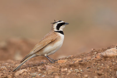 Temminck's Horned Lark (Eremophila bilopha)