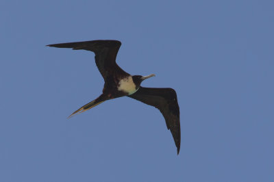 Magnificent Frigatebird (Fregata magnificens)