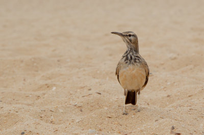 Greater Hoopoe Lark (Alaemon alaudipes boavistae)