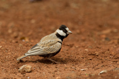 Black-crowned Sparrow-Lark (Eremopterix nigriceps)