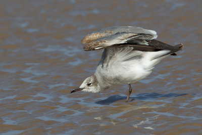 Laughing Gull (Leucophaeus atricilla)