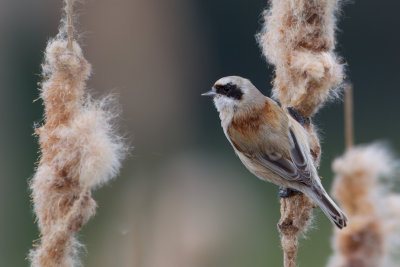 Eurasian Penduline Tit (Remiz pendulinus)