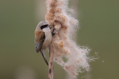 Eurasian Penduline Tit (Remiz pendulinus)