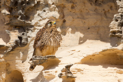 Greater Cape Verde Kestrel (Falco alexandri)