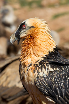 Lammergeier (Gypaetus barbatus)