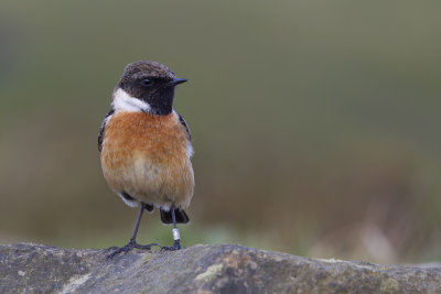 European Stonechat (Saxicola rubicola)