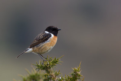 European Stonechat (Saxicola rubicola)